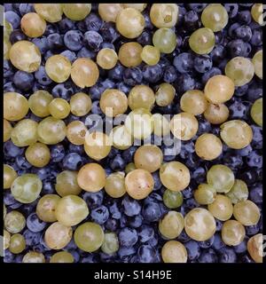Ein paar goldene Parellada Trauben mitmachen das dunkle Blau des die Mourvèdre eine Feld-Mischung, Katalonien, Spanien. Stockfoto