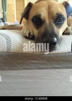 Hund ruht auf der Bettkante Stockfoto