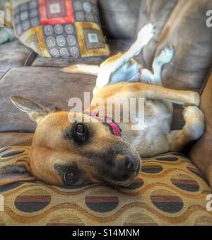 Verlegung in goofy Lage Hund Stockfoto