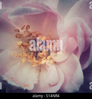 Rambling rose, Blume-detail Stockfoto