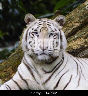 Schauen Sie in meine Augen. Fangen die intensiven blauen Augen eines weißen Tigers. Stockfoto