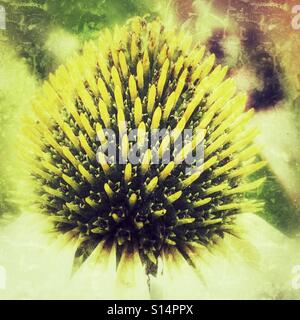 Echinacea Purpurea Alba.  Weißer Sonnenhut. Stockfoto