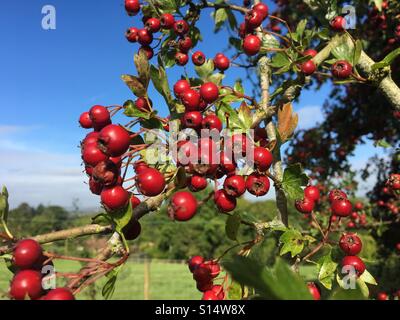 Muster in der Natur - reifen roten Weißdornbeeren, Futter für Vögel im Herbst, umrahmt von grünen Blättern und blauer Himmel Stockfoto