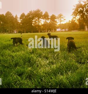 Einen Wurf Welpen im Park bei Sonnenuntergang. Stockfoto