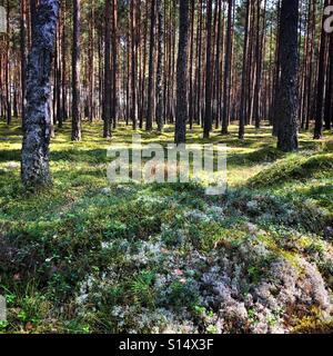 Tucheler in pommerschen Woiwodschaft, Polen Stockfoto