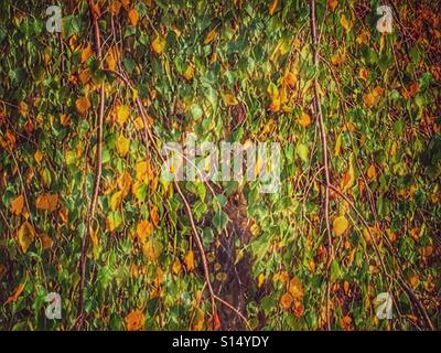 Birke, Betula Pendel Tristis Weinen. Herbstfärbung Stockfoto