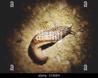 Leopard Slug in der Nacht Stockfoto