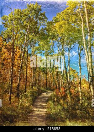 Pfad durch herbstliche Bäume an einem sonnigen Tag im Glenbow Ranch provincial Park, in der Nähe von Calgary, Alberta, Kanada. Stockfoto