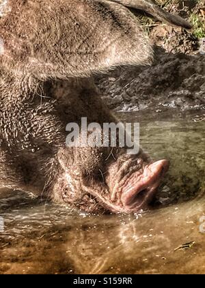 Schwein-Trinkwasser Stockfoto