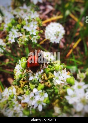 Baumhummel auf Allium Blume England UK Stockfoto