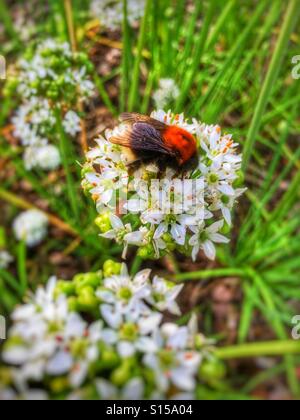 Baumhummel auf Allium Blume England UK Stockfoto