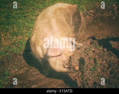 Schwein im Schlamm Stockfoto