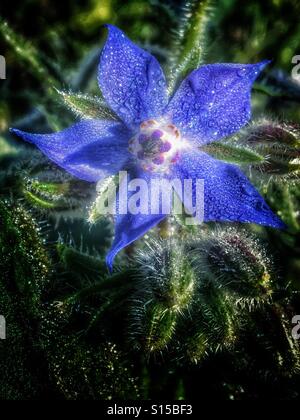 Muster in der Natur - Starflower oder Borretsch mit Tau aus einem Morgennebel Stockfoto