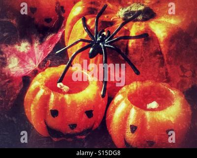 Halloween. Gruselige schwarze Spinne auf ein Munchkin-Kürbis mit unbeleuchteten Kürbis Kerzen. Stockfoto