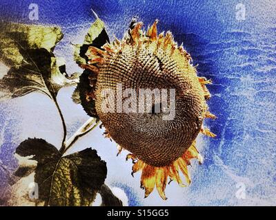 Helianthus. Nach oben auf eine hängende Sonnenblume am Ende des Sommers. Die Samen sind bilden, zeigen die Fibonacci-Sequenz Spiralmuster. Stockfoto