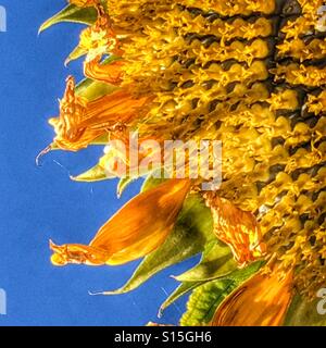Sonnenblume, hautnah am Ende des Sommers. Stockfoto