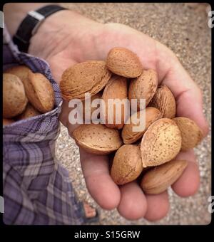 Eine Handvoll Mandeln, Katalonien, Spanien. Stockfoto