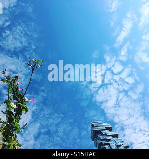 Winden, Klettern, einen Baum und moderne Gebäude, die bis in den Himmel in New York City Stockfoto