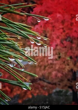 Regentropfen hängen von Nadeln mit einem Ahornbaum im Hintergrund gefüllt mit roten Herbstlaub. Stockfoto