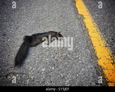 Eine Straße getötet Eichhörnchen liegt auf einer Stadtstraße. Stockfoto