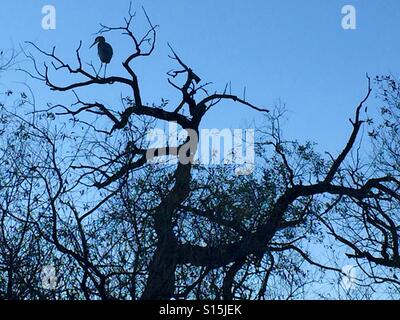 Silhouette der Reiher im Baum Stockfoto