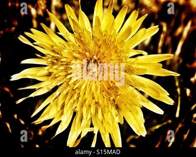 Muster in der Natur - mehrjährige Sowthistle gelbe Blume in einem Stoppelfeld Stockfoto