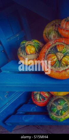 Türken-Turban-squash Stockfoto