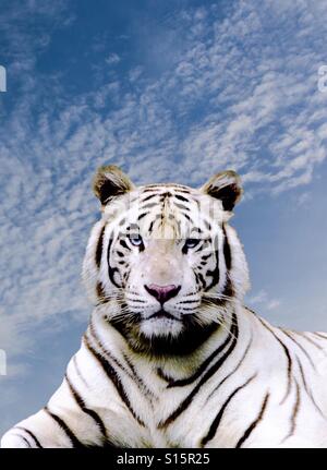 Die Super Schönheit eines weißen Tigers, gefangen in einem Moment, als seine Augen mir traf. Stockfoto