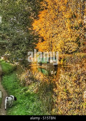 Schmale Boot auf den Kennet und Avon Canal auf Hungerford Common an einem noch Herbsttag mit Bäumen in leuchtenden Herbstfarben und einen schwarzen und weißen Hund auf dem Treidelpfad Stockfoto