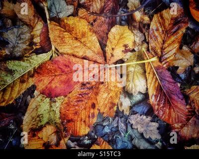 Muster in der Natur - Rosskastanie, Conker, Baum Blätter fallen im Herbst. Stockfoto