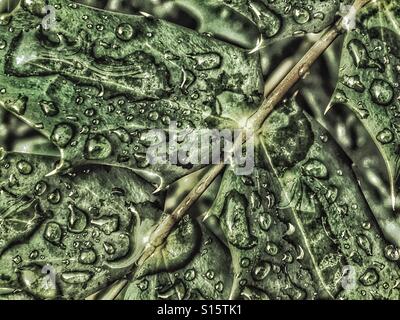 Muster in der Natur - Regen Wassertropfen auf einer Mahonia Blatt nach einer Dusche Stockfoto