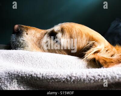 Ein schlafender Goldener Retriever, Porträt von der Seite aufgenommen. Stockfoto