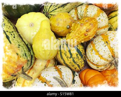 Eine Vielzahl von Kalebassen in einem Supermarkt im Herbst Stockfoto