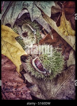 Süße Kastanien auf Waldboden Stockfoto