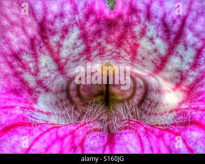 Pink Trumpet Vine, Podranea ricasoliana Stockfoto