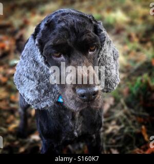 Cocker Spaniel Schoko-Farbe Stockfoto