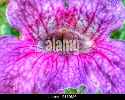 Pink Trumpet Vine, Podranea ricasoliana Stockfoto