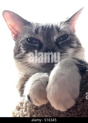 Porträt der schönen siamesische Schneeschuh-Hauskatze Stockfoto