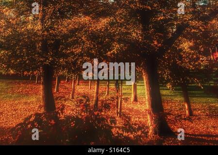 Herbst in Peckham Rye Park. Stockfoto