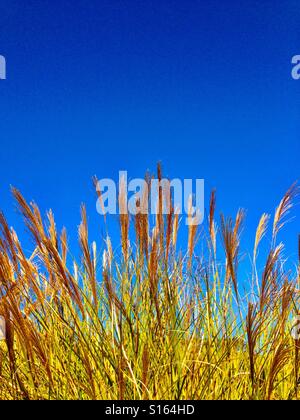 Bunch-Grass Samenköpfe gegen s blaue Himmel Stockfoto