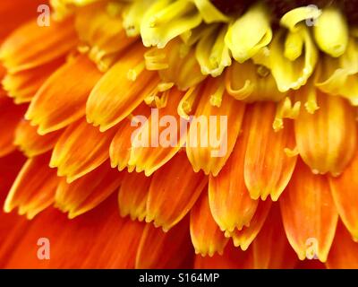 Nahaufnahme von einem orangefarbenen Gerbera Daisy Stockfoto