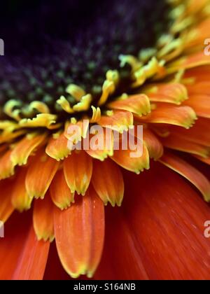Nahaufnahme von einem orange Gerber Daisy Stockfoto