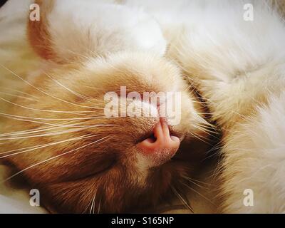 Vogelperspektive Ansicht schlafenden Katze Stockfoto