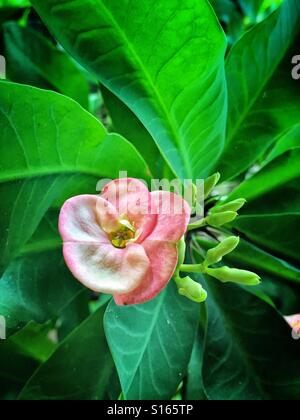 Eine "Crown of Thorns"-Pflanze, auch bekannt als Christus Pflanze oder Euphorbia Milii Blüten in zarten Rosatönen. Stockfoto