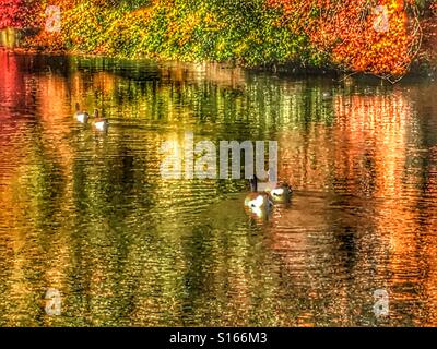 Kanadagänse schwimmen auf dem Wasser mit erstaunlichen Herbst Reflexionen. Stockfoto