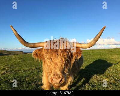 Highland Cow Blick in die Kamera. Stockfoto