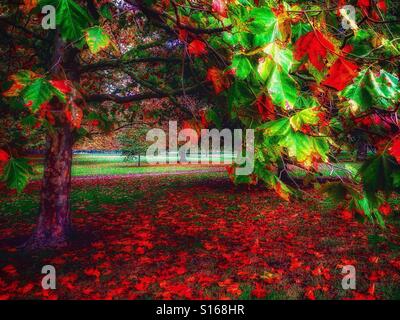 Herbstfarben im Hyde Park in London. Stockfoto