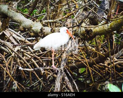 Weißer Ibis in Mangroven Stockfoto