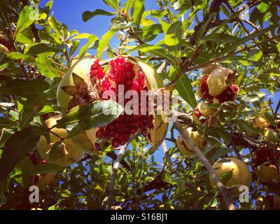 Gebrochene Granatapfel auf dem Baum Stockfoto