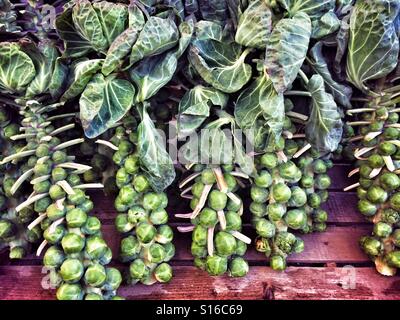 Rosenkohl auf Bauernmarkt Stockfoto